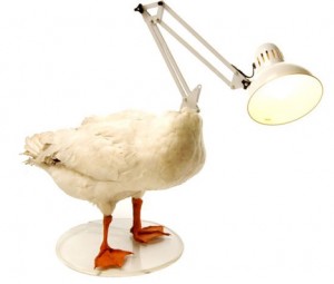 Lamp with a duck body
