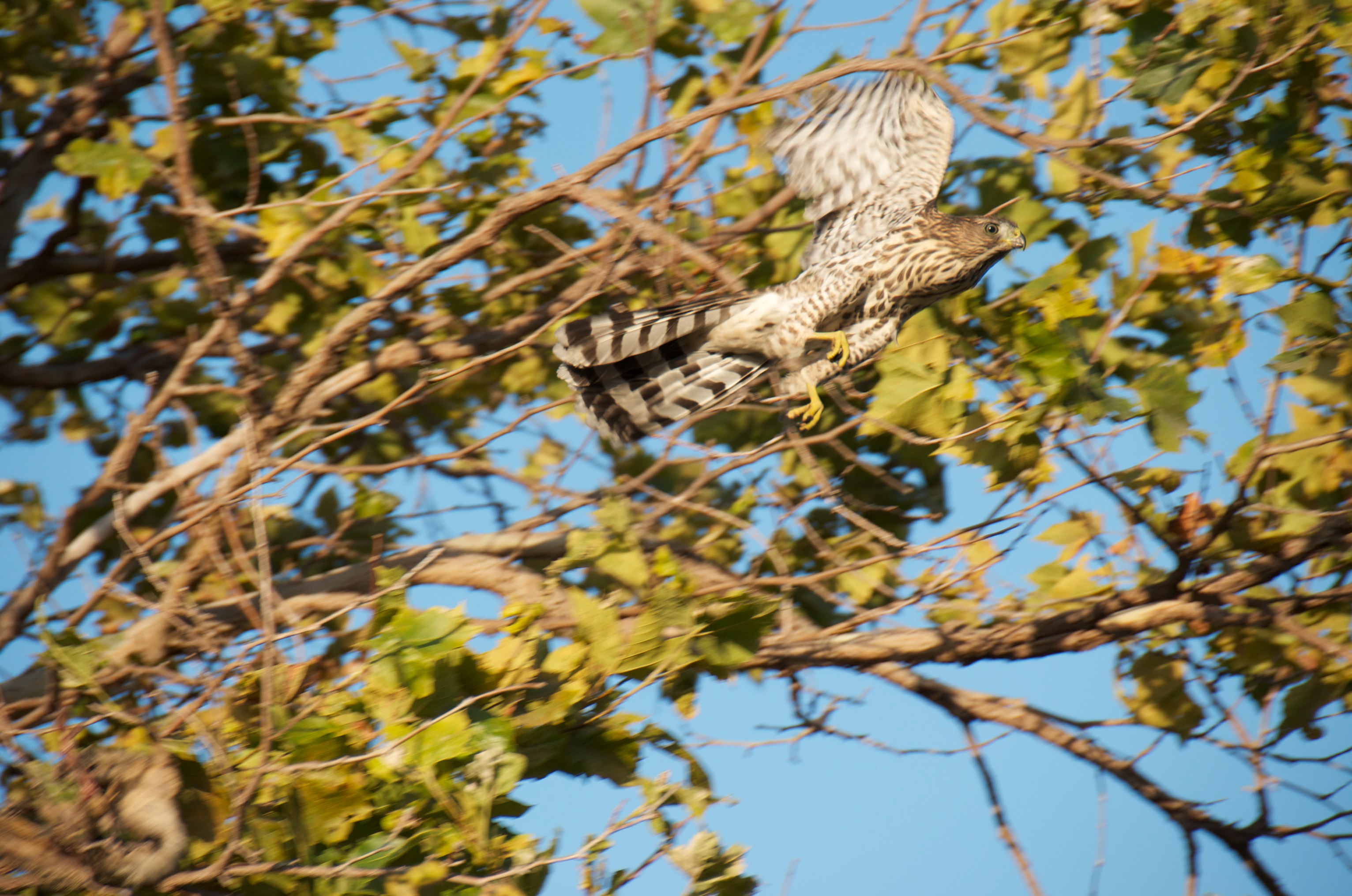 Hawk taking flight from tree